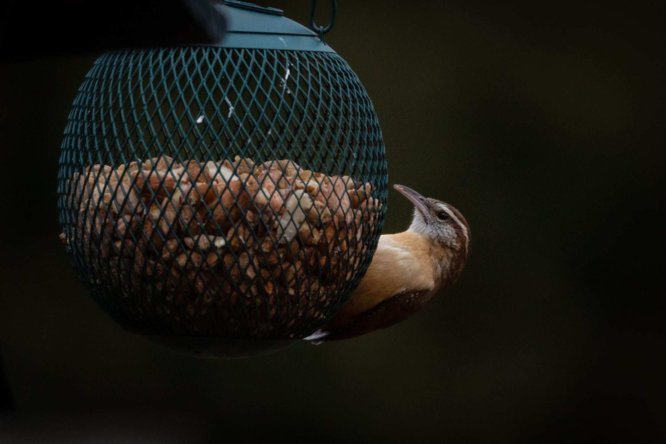 6 Ways to Attract Birds To Your Backyard in Winter