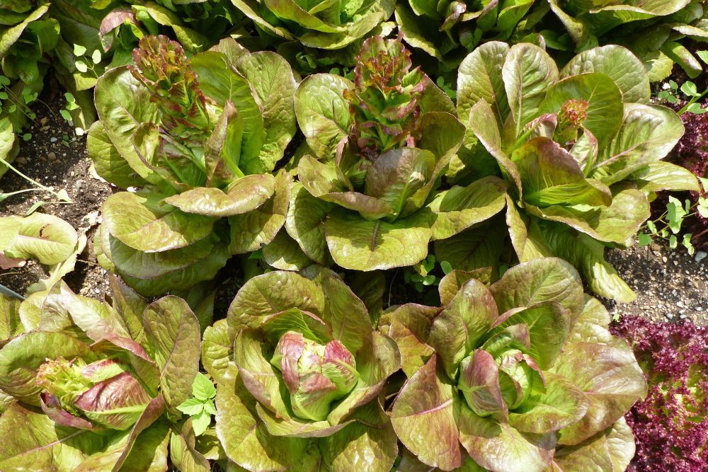 15 Cold-Hardy Lettuce Varieties to Grow This Winter