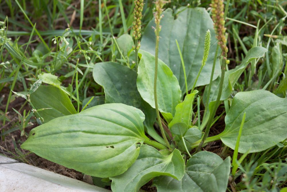 4 Lawn Weeds And How To Get Rid of Them