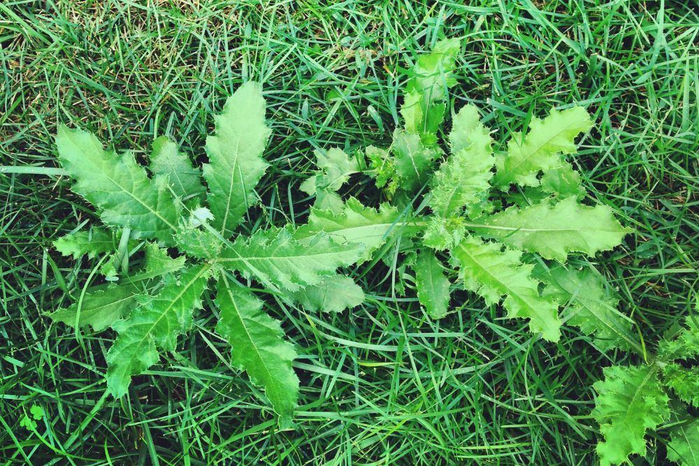 4 Lawn Weeds And How To Get Rid of Them