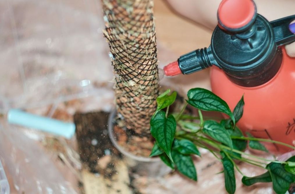 Create a DIY Moss Pole for Your Houseplants in 6 Easy Steps