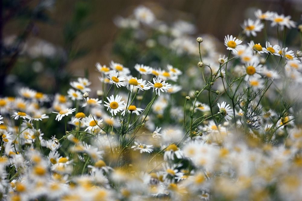 chamomile flowers in the sun