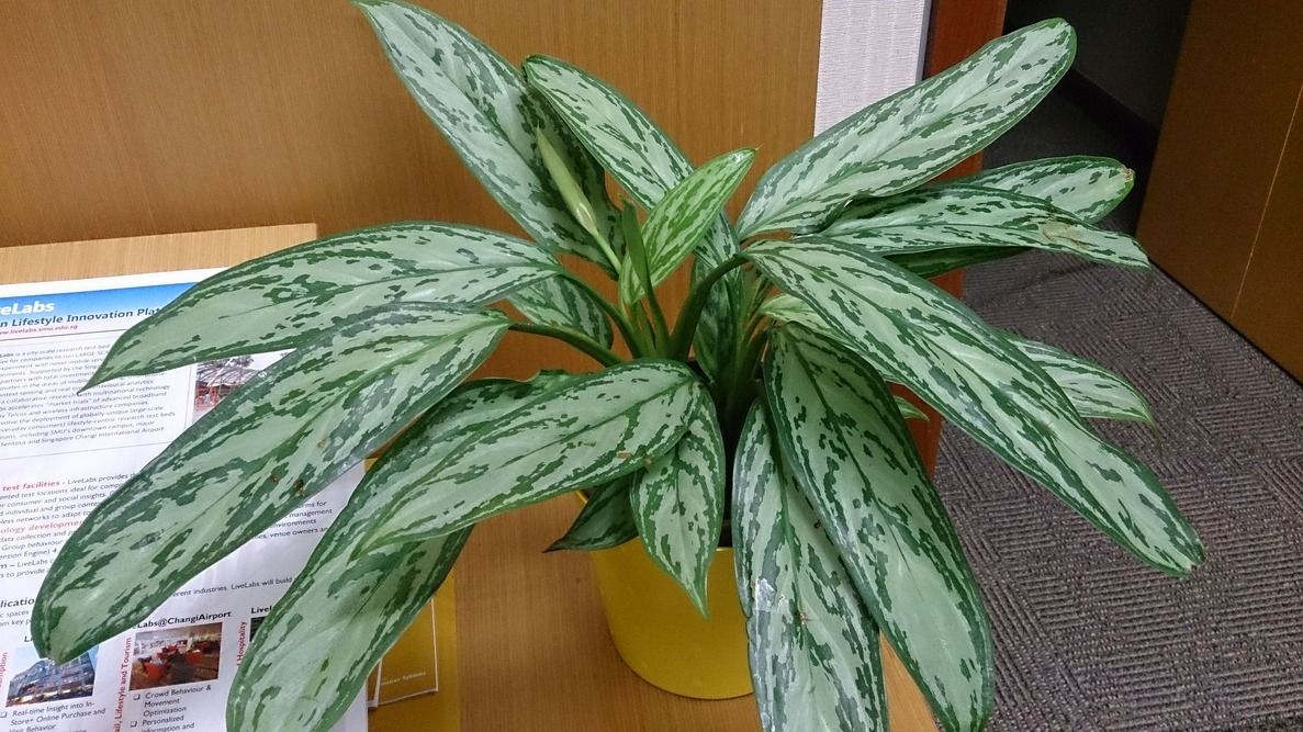 Potted Chinese evergreen sitting on a desk