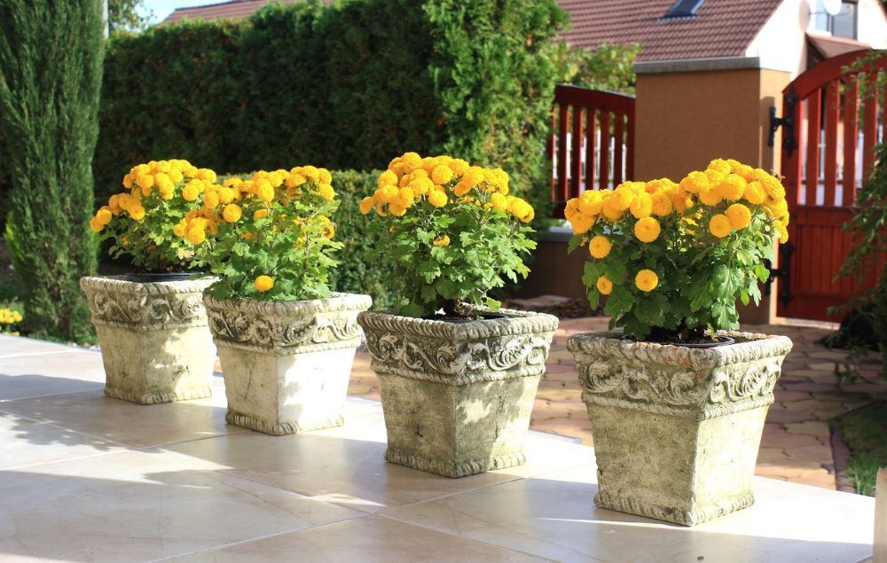 12 Tips For Caring For Your Potted Mums