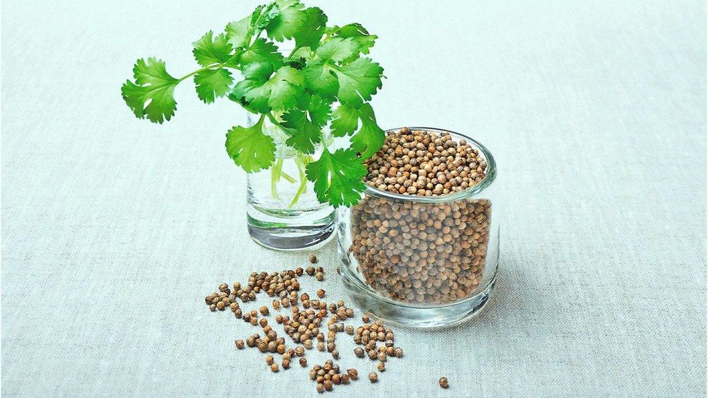 Cilantro Vs Coriander: What's The Difference?