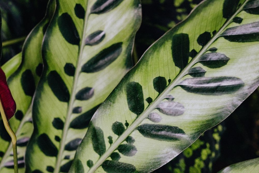 Rattlesnake Plant How to Care For Your Tropical Houseplant