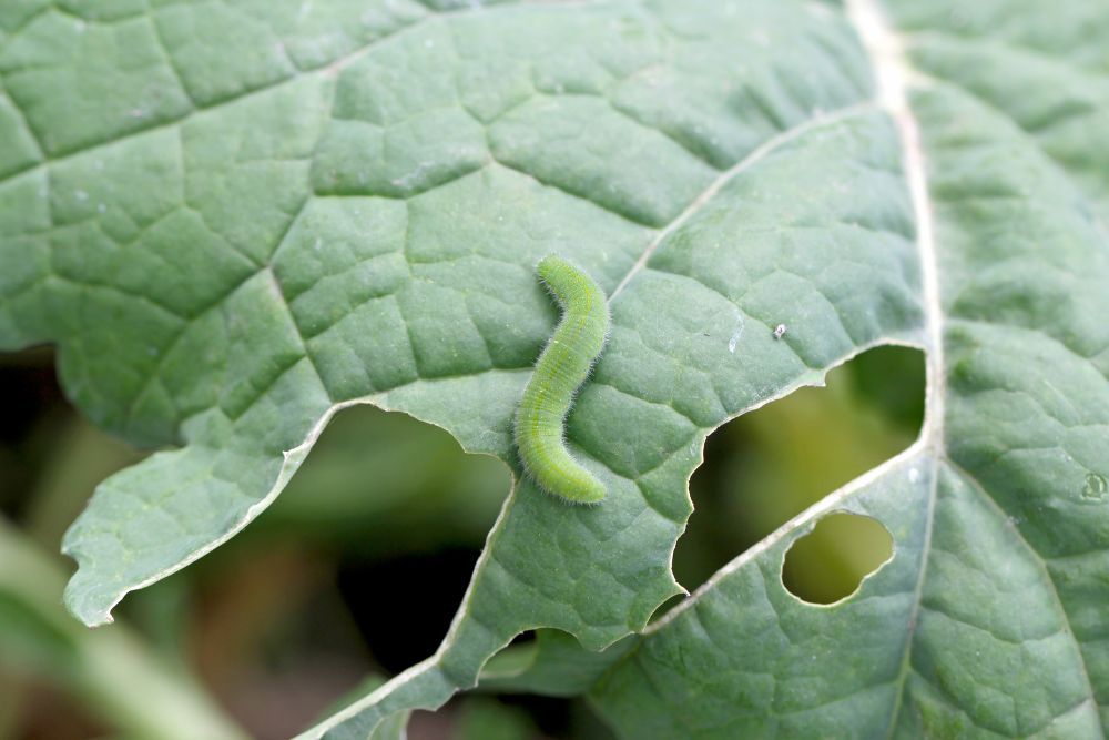 Close view of a cabbage worm on a cabbage