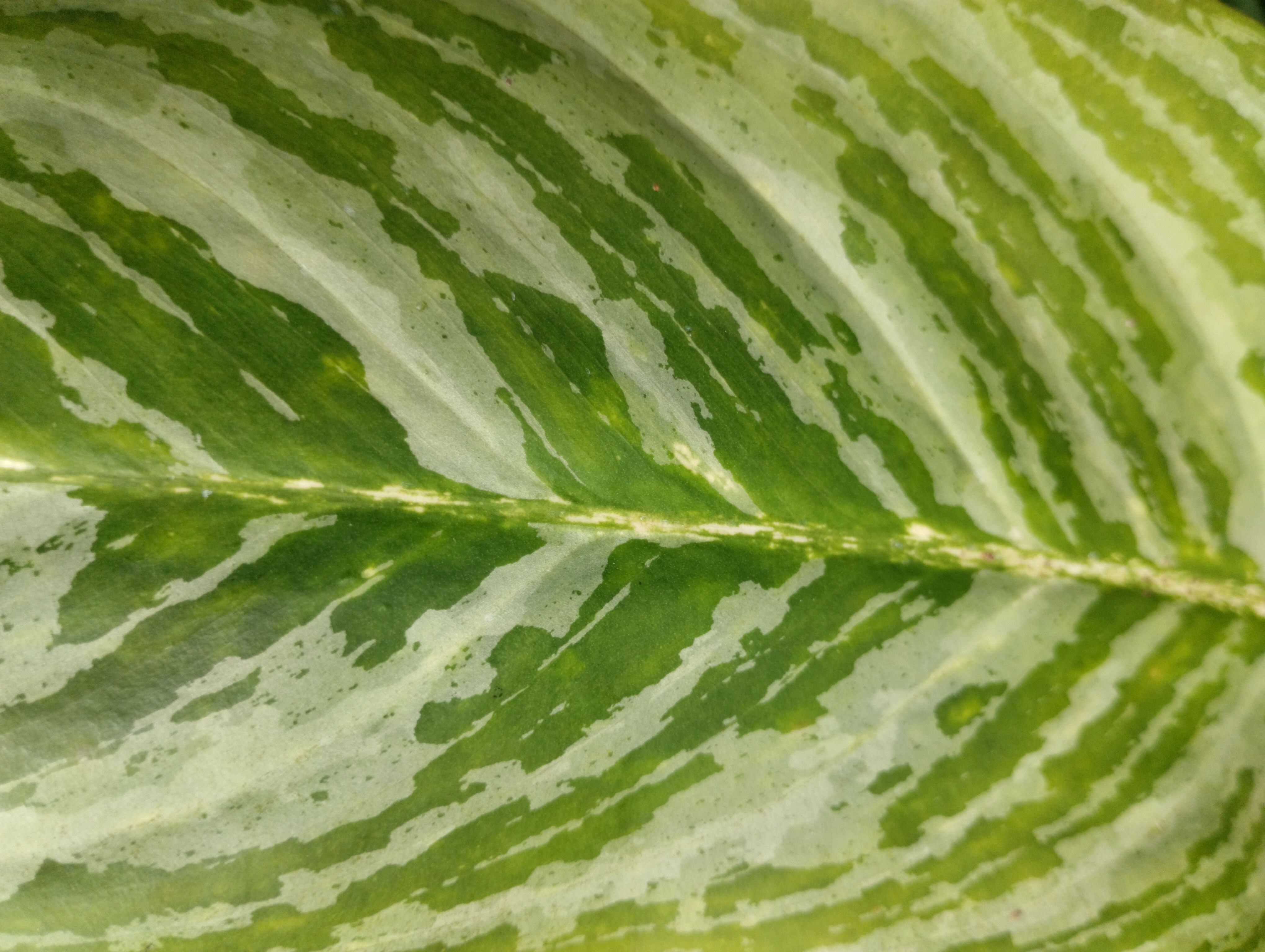 Why Prayer Plant Leaves Turn Yellow and What To Do