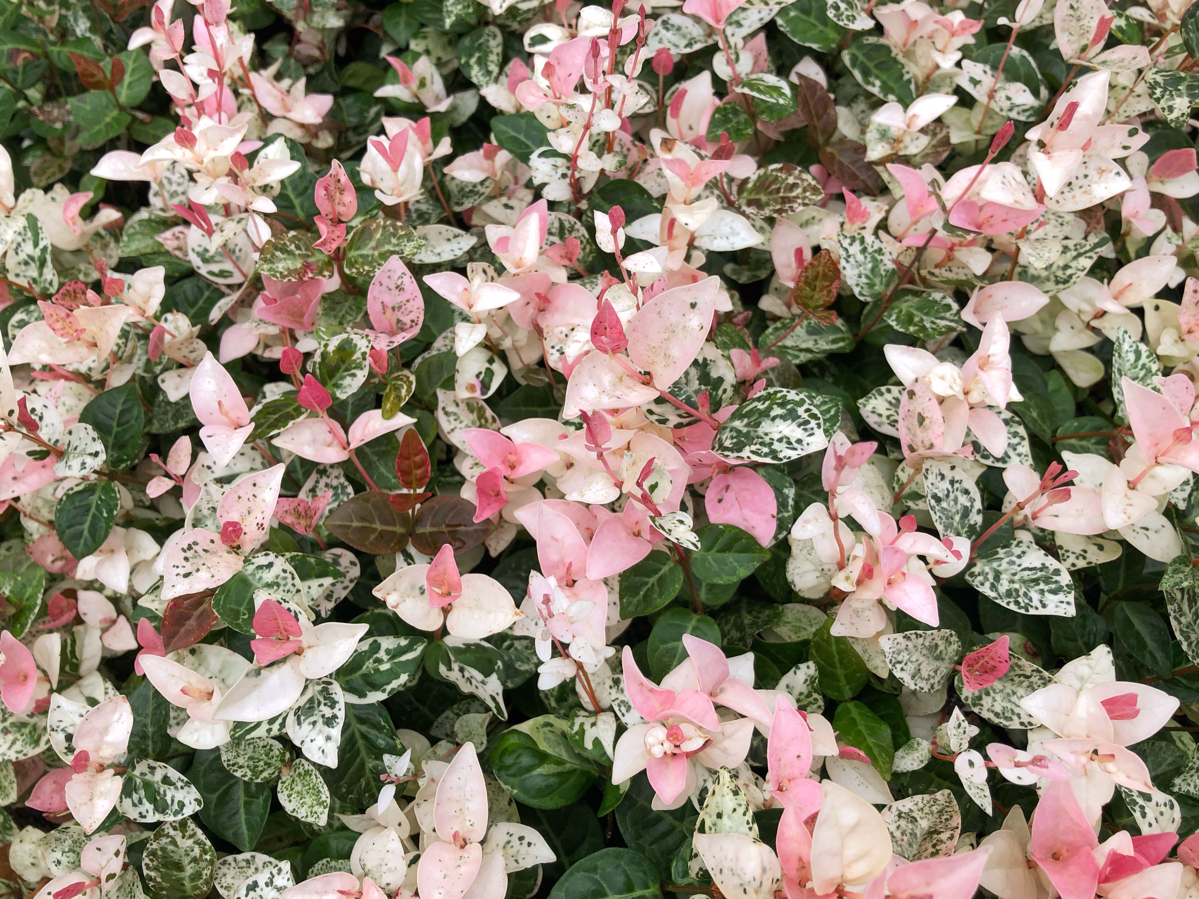 Asiatic Jasmine Top Grow and Care Tips