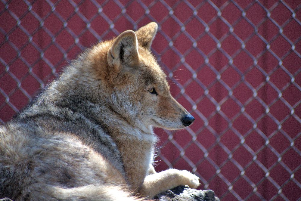 6 Natural Ways To Keep Coyotes Out of Your Yard