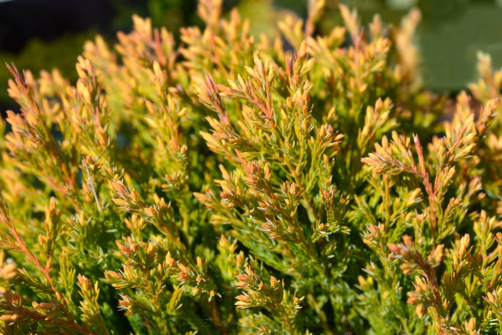 Top Tips For Growing Creeping Juniper Ground Cover