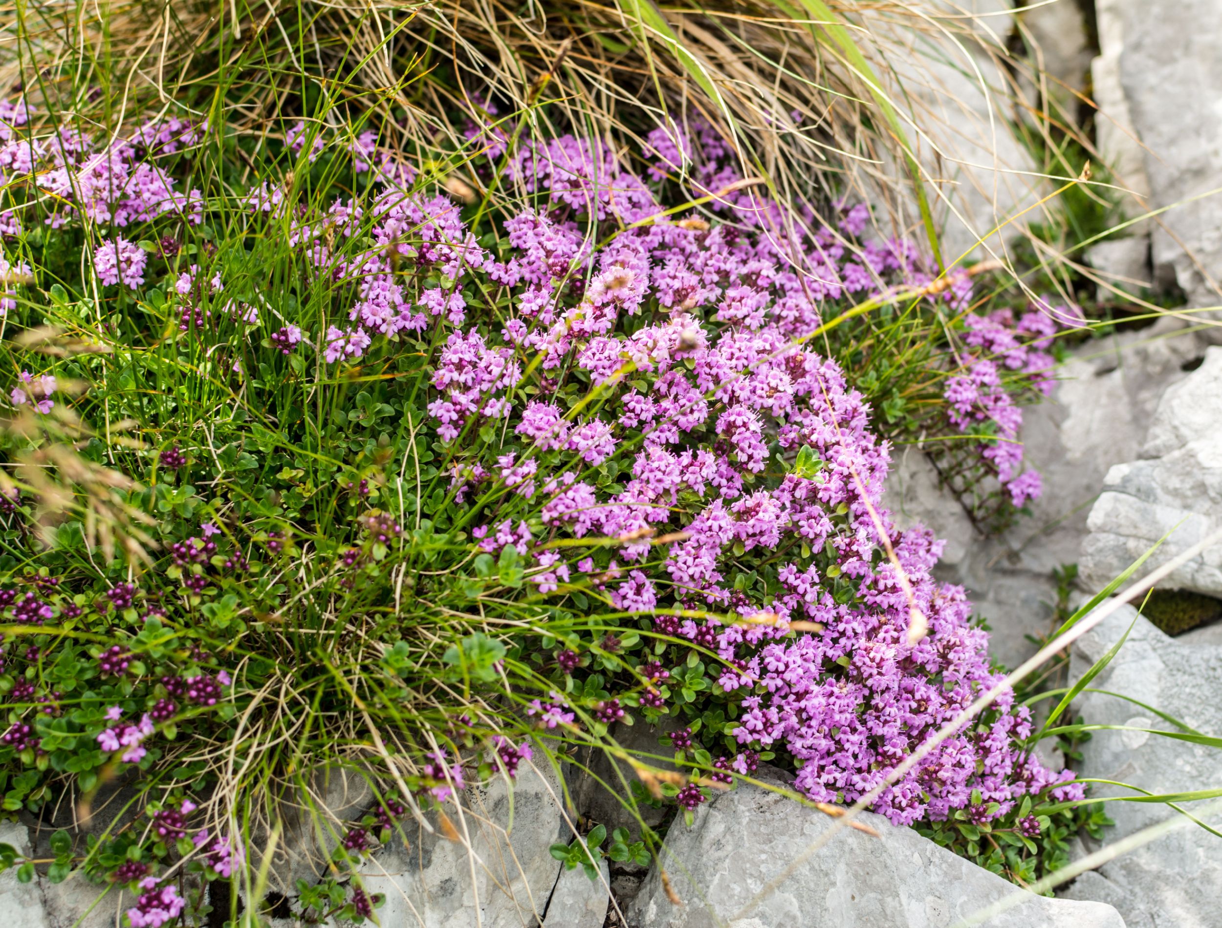 5 Best Plants That Thrive in Rock Gardens