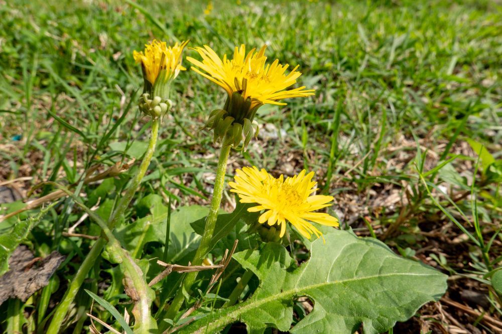 4 Lawn Weeds And How To Get Rid of Them