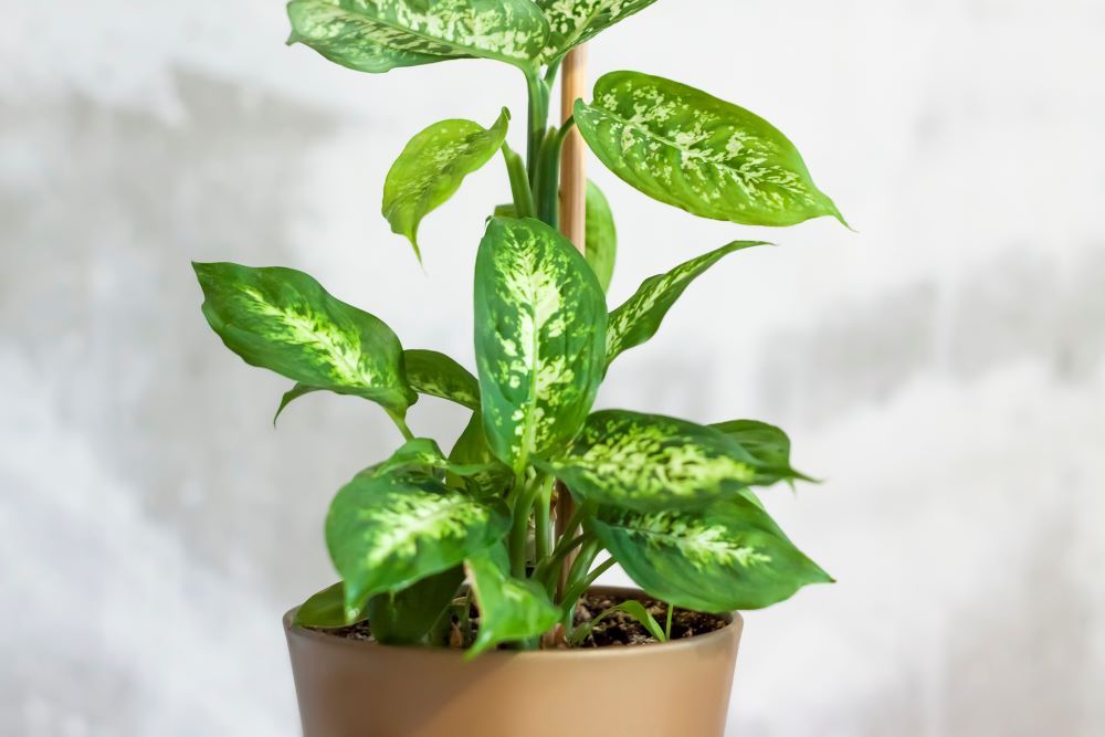 Dieffenbachia plant in a pot.