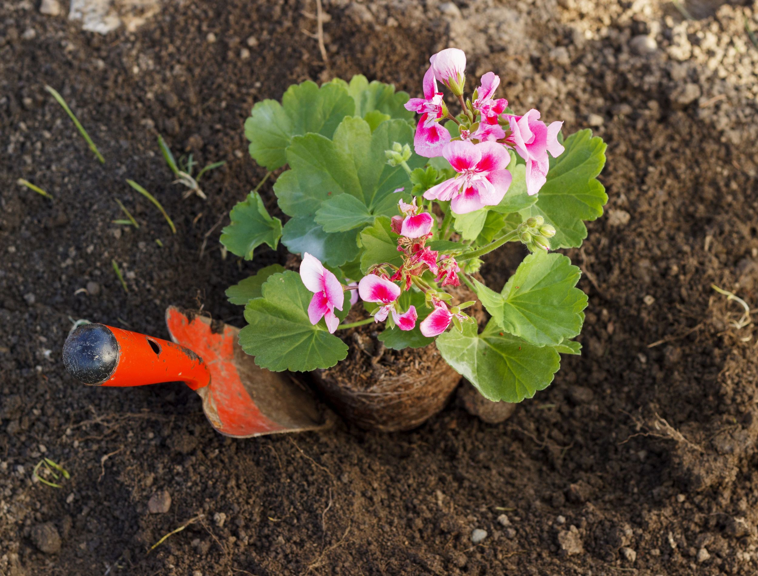 3 Tips For Caring For Your Geraniums in Winter