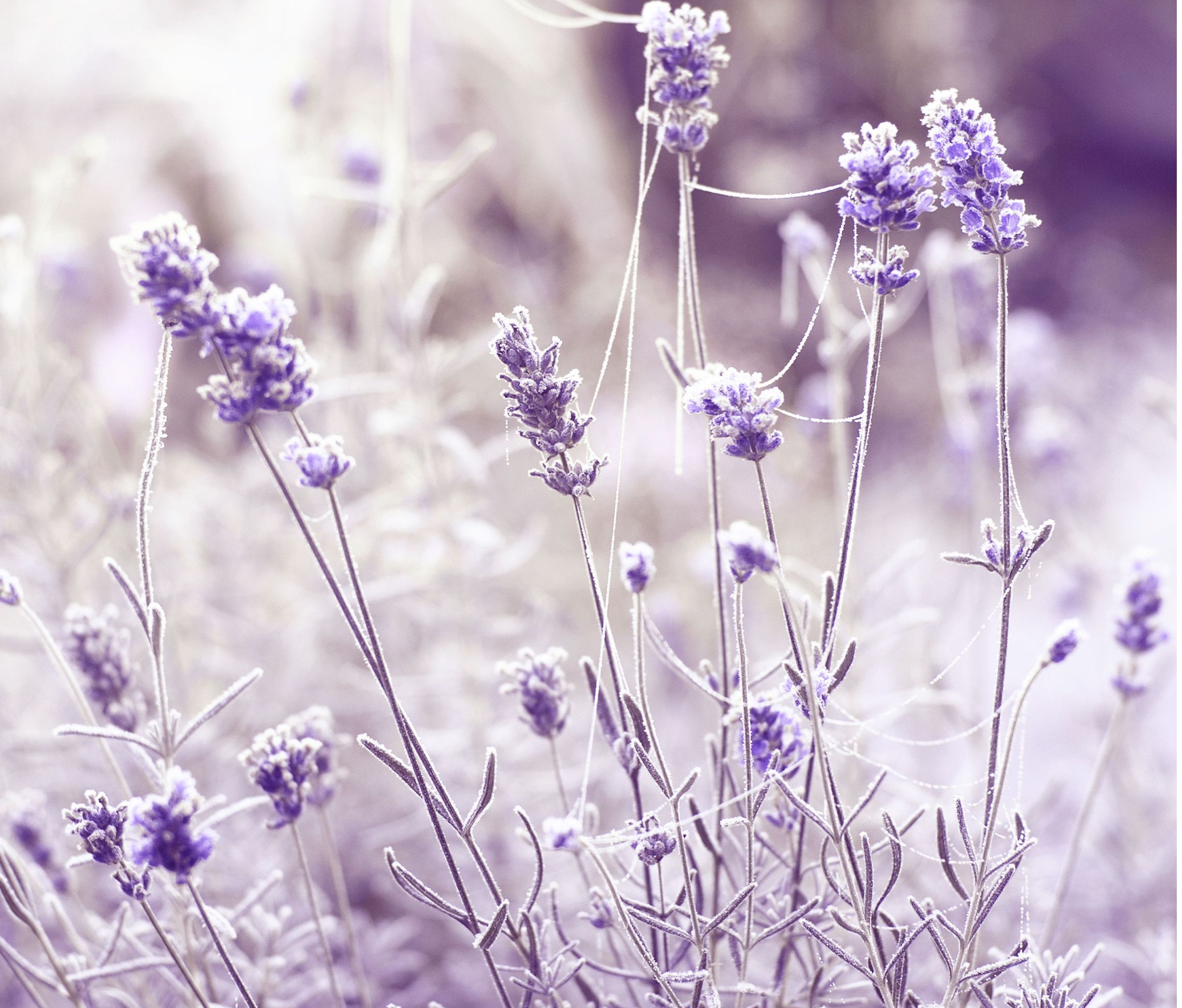 frozen lavender in winter
