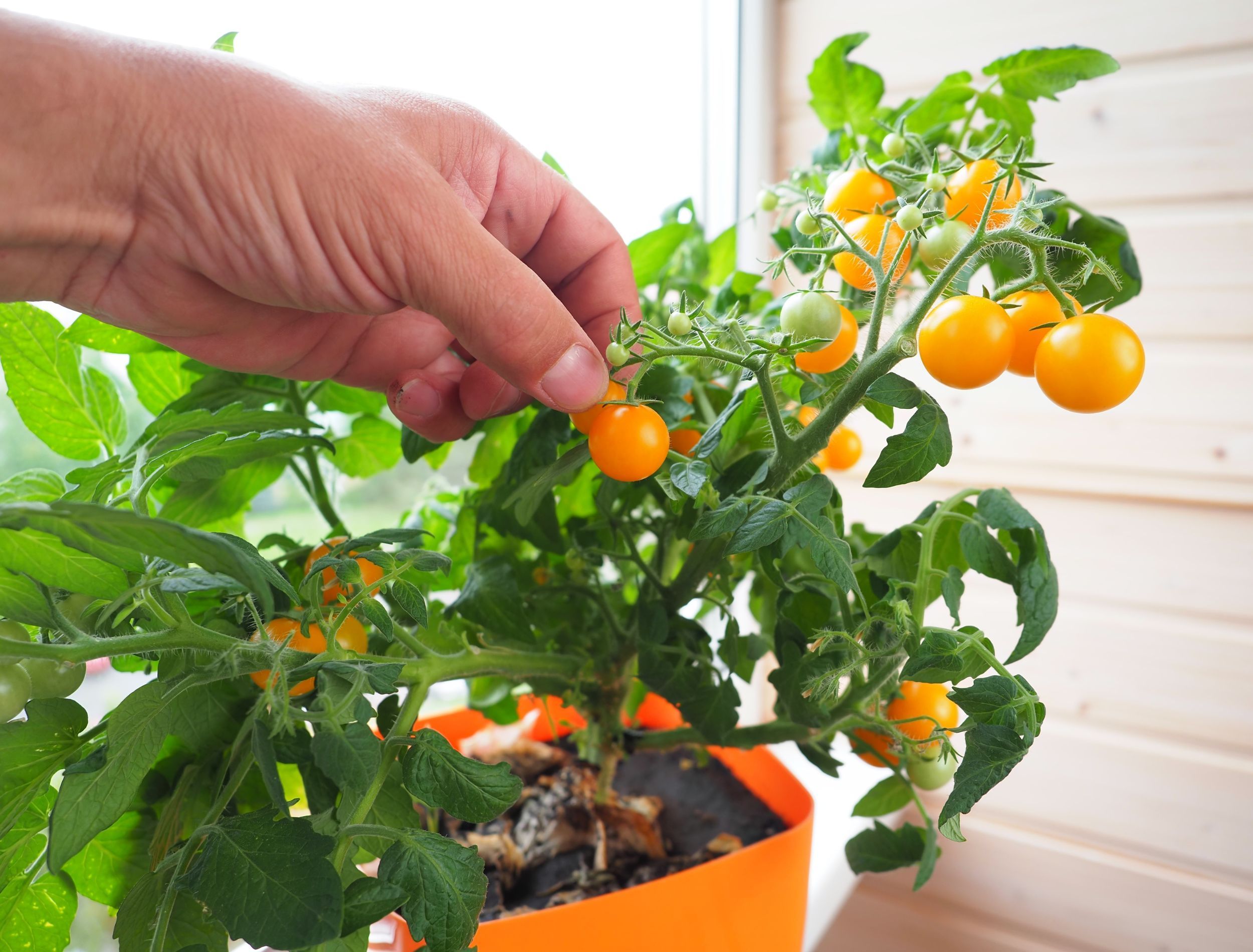 How To Overwinter Your Tomato Plants