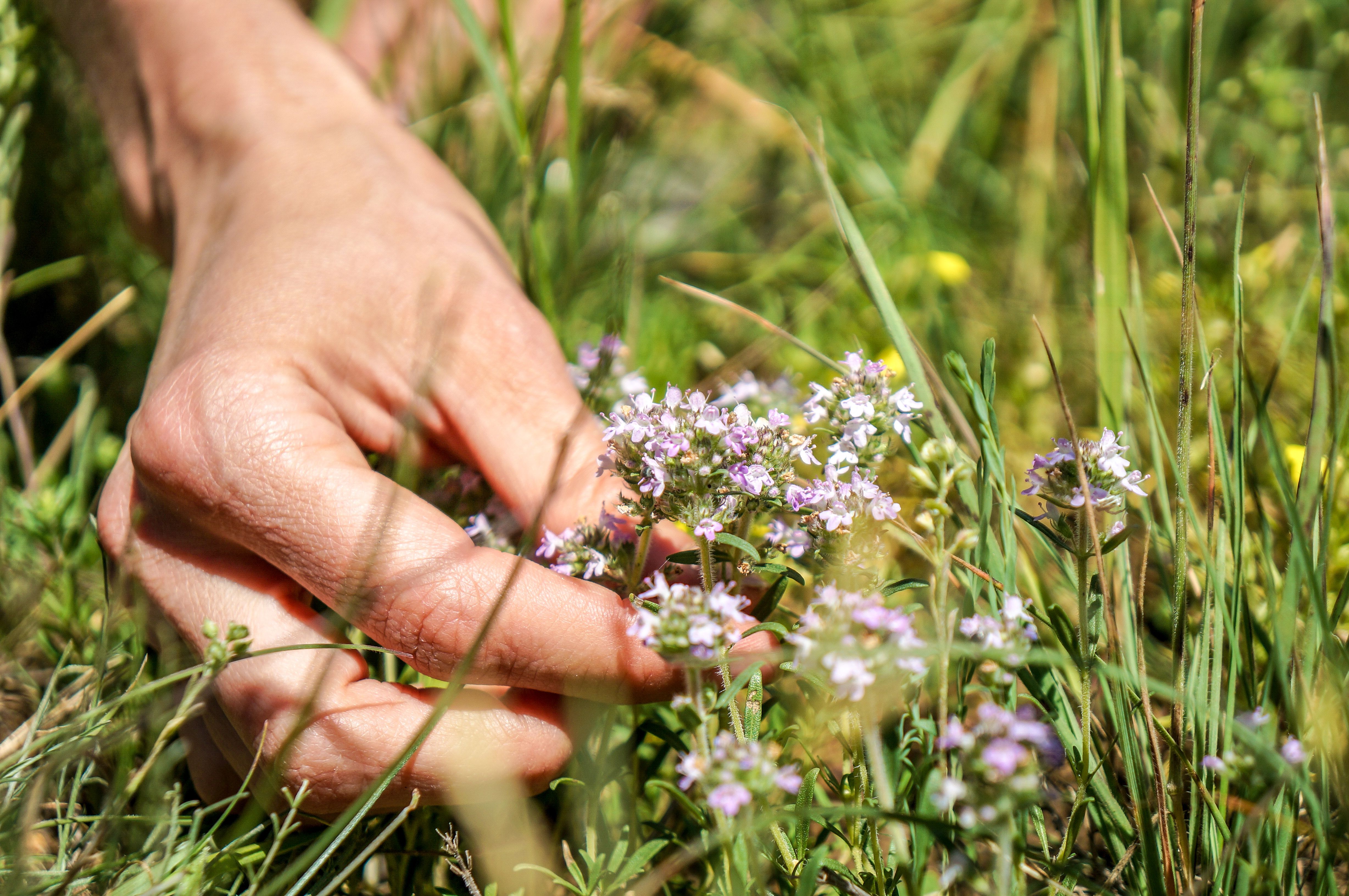 Woman hand picking up fresh green thyme with violet flowers growing in the meadow. Flowers of thyme in nature in sunny lawn