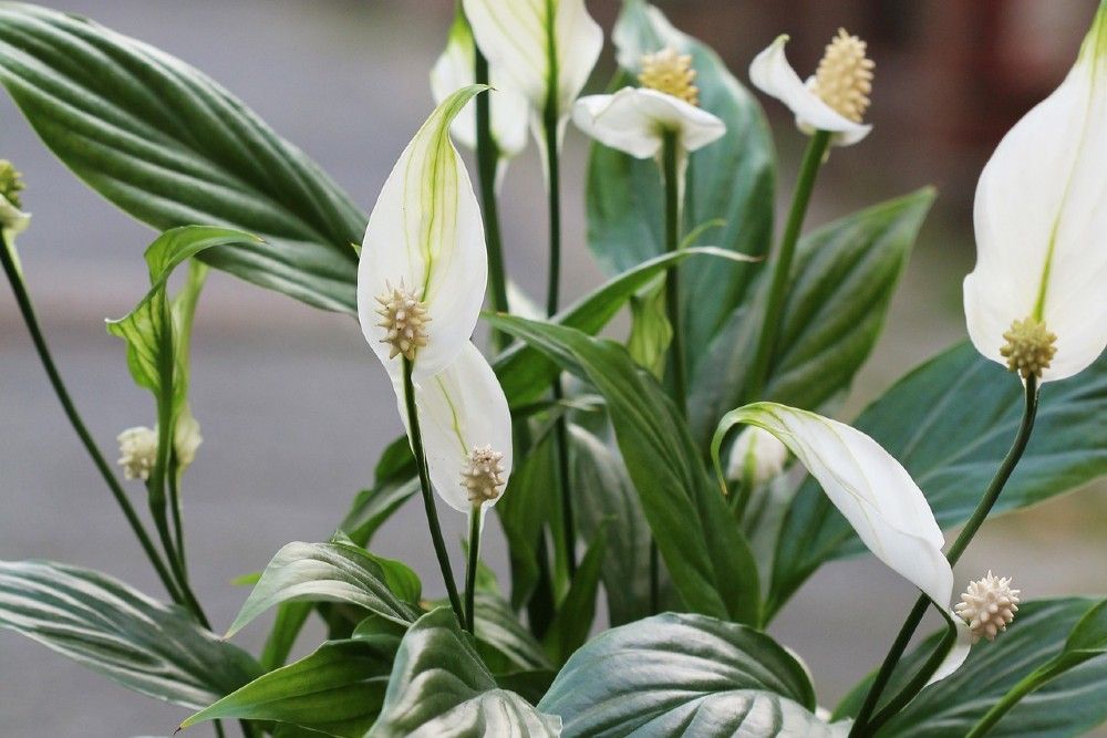 healthy peace lily plant