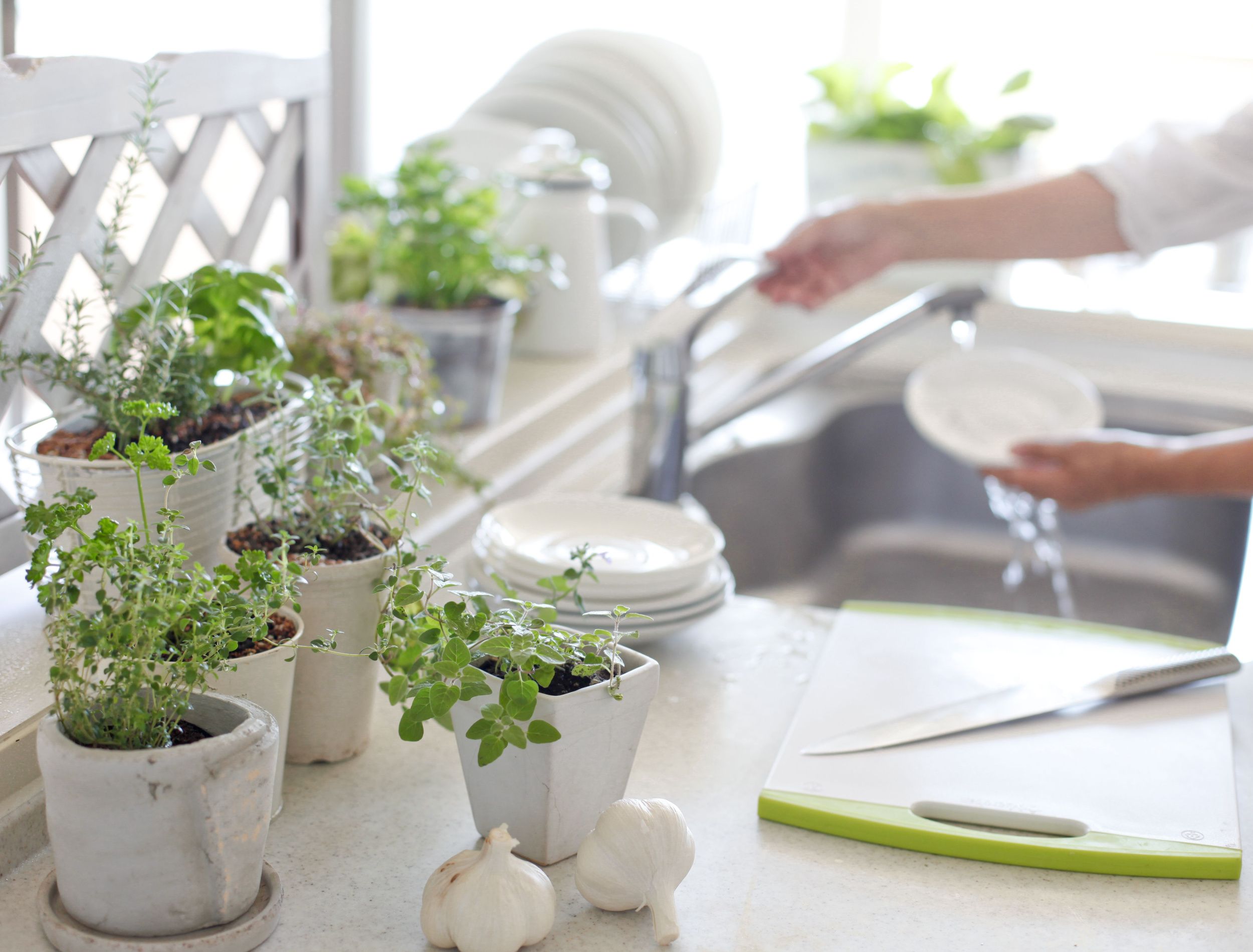 9 Plants That Naturally Repel Fruit Flies From Your Home