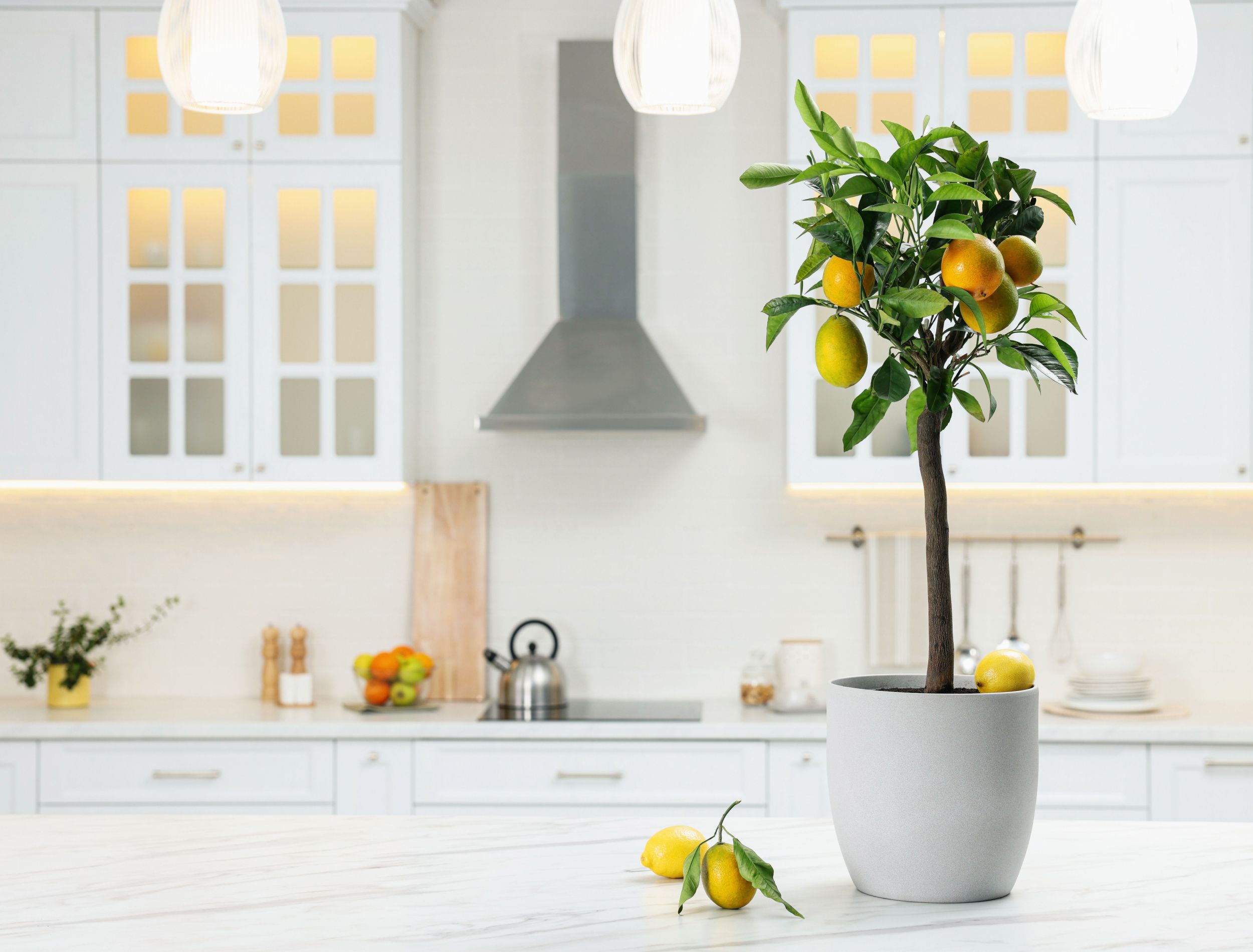 Guide To Growing a Meyer Lemon Tree Indoors