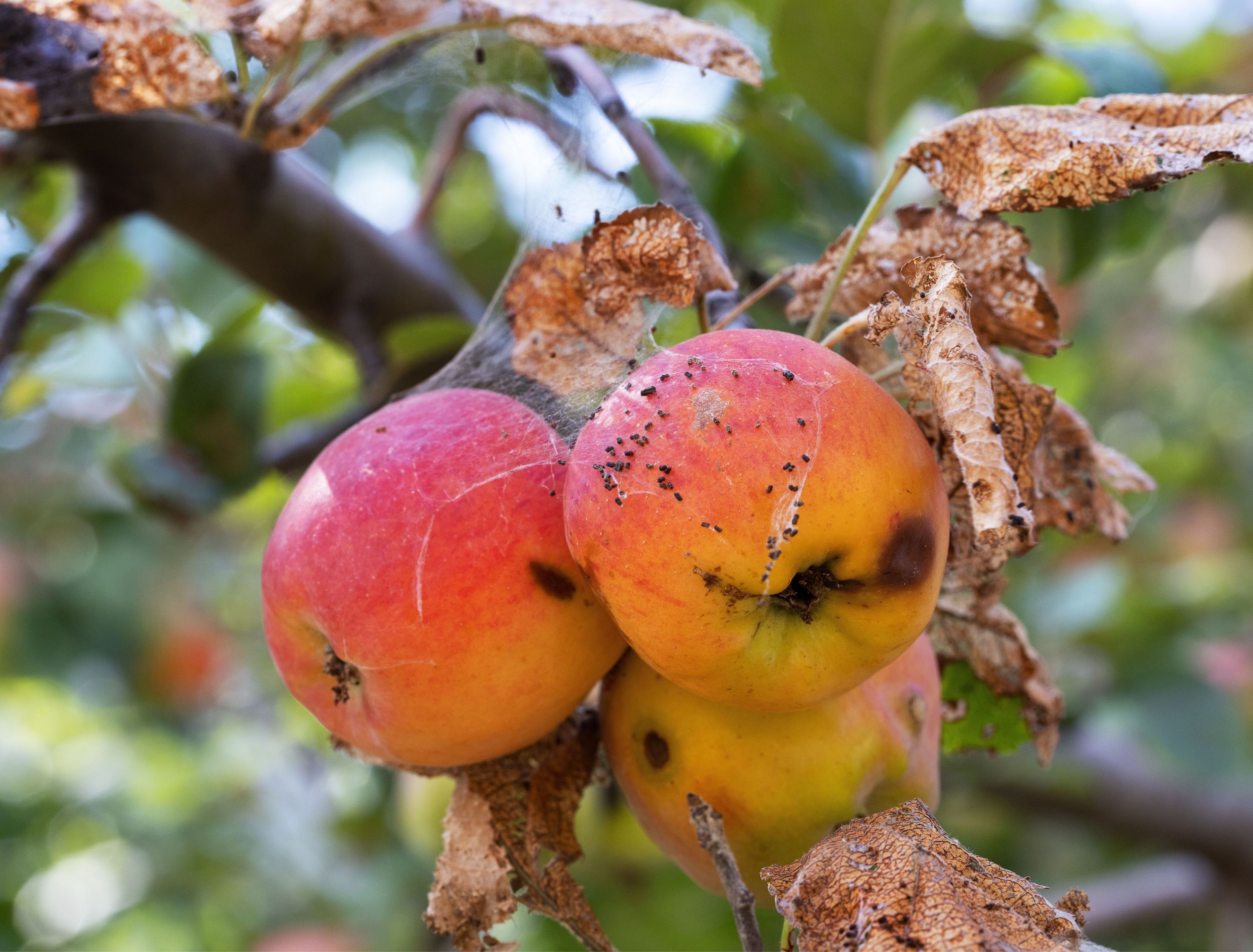 4 Apple Tree Pests That Will Wreak Havoc
