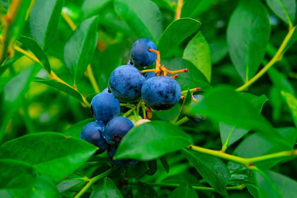 Guide To Growing Blueberries Indoors