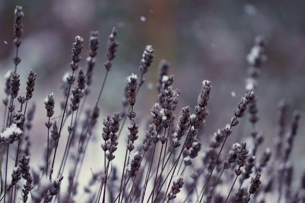 lavender growing in winter with snow covering flowers