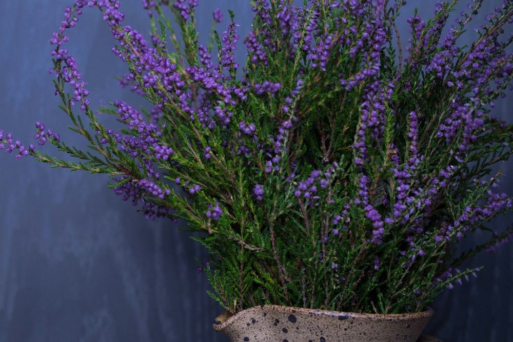 lavender growing indoors in a pot
