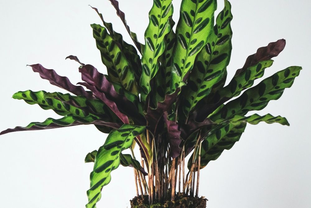 Rattlesnake Plant How to Care For Your Tropical Houseplant