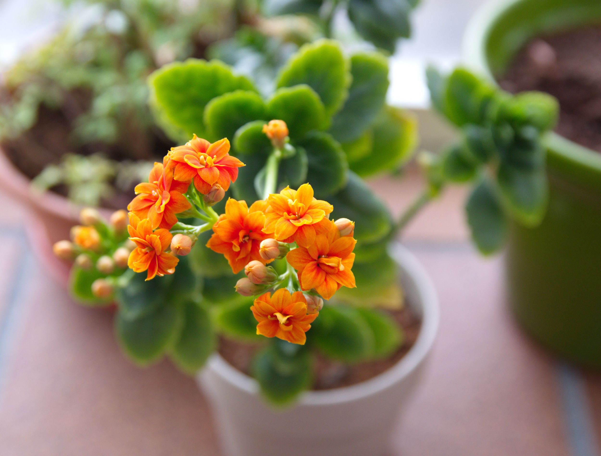 8 Reasons Your Kalanchoe Is Leggy