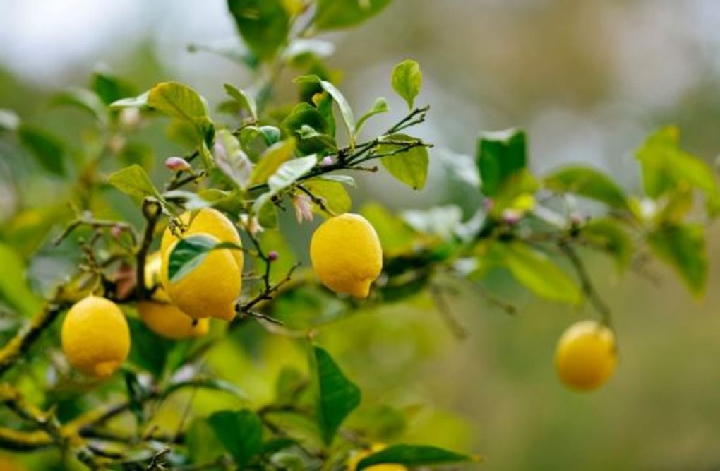 Meyer Lemon Vs Regular Lemon