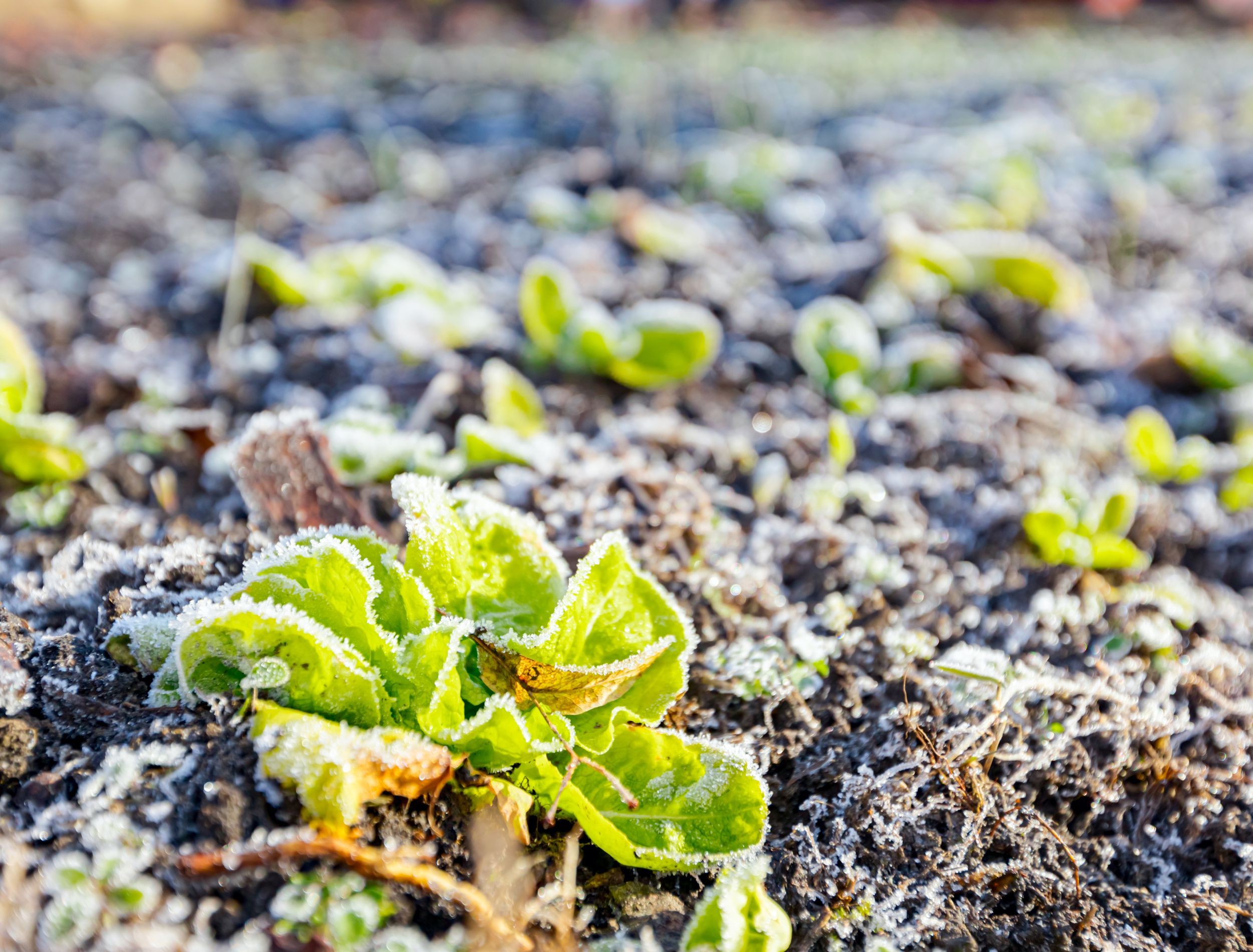 15 ColdHardy Lettuce Varieties to Grow This Winter