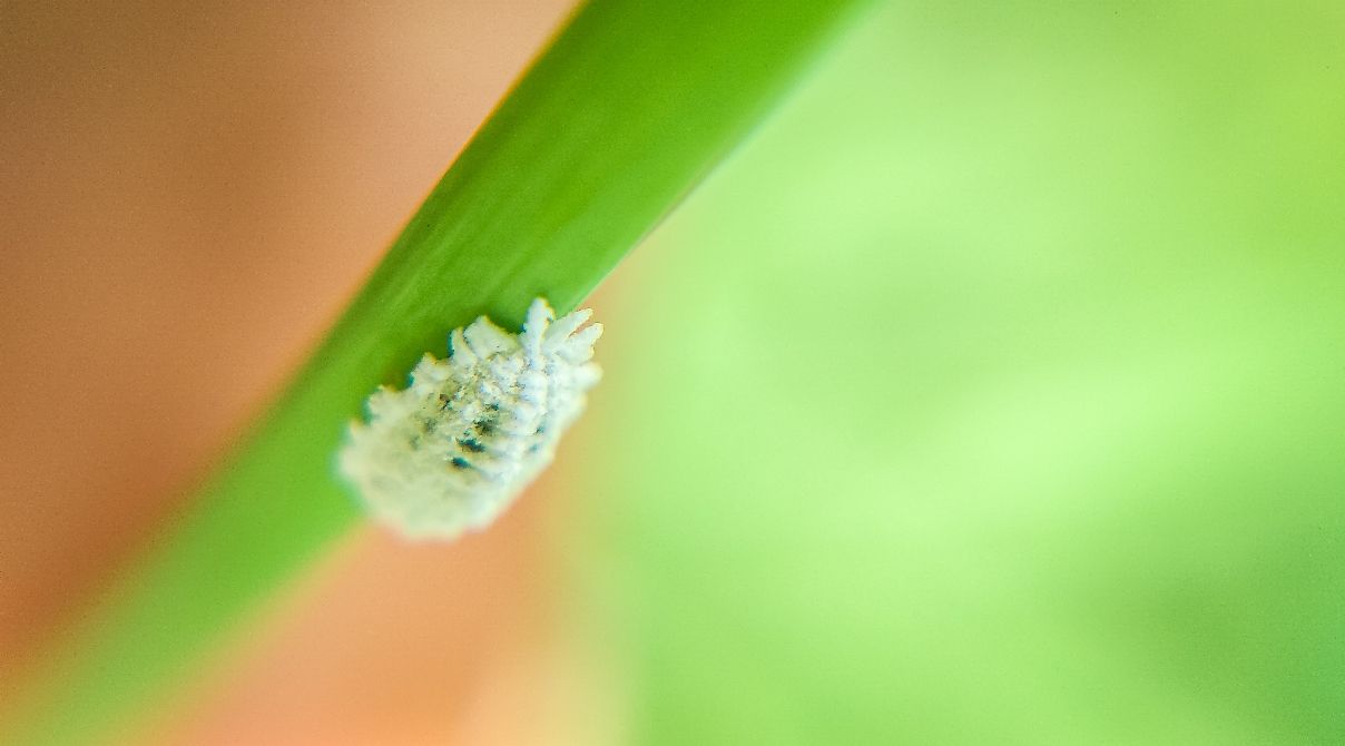 Magnified mealy bug on blade of grass