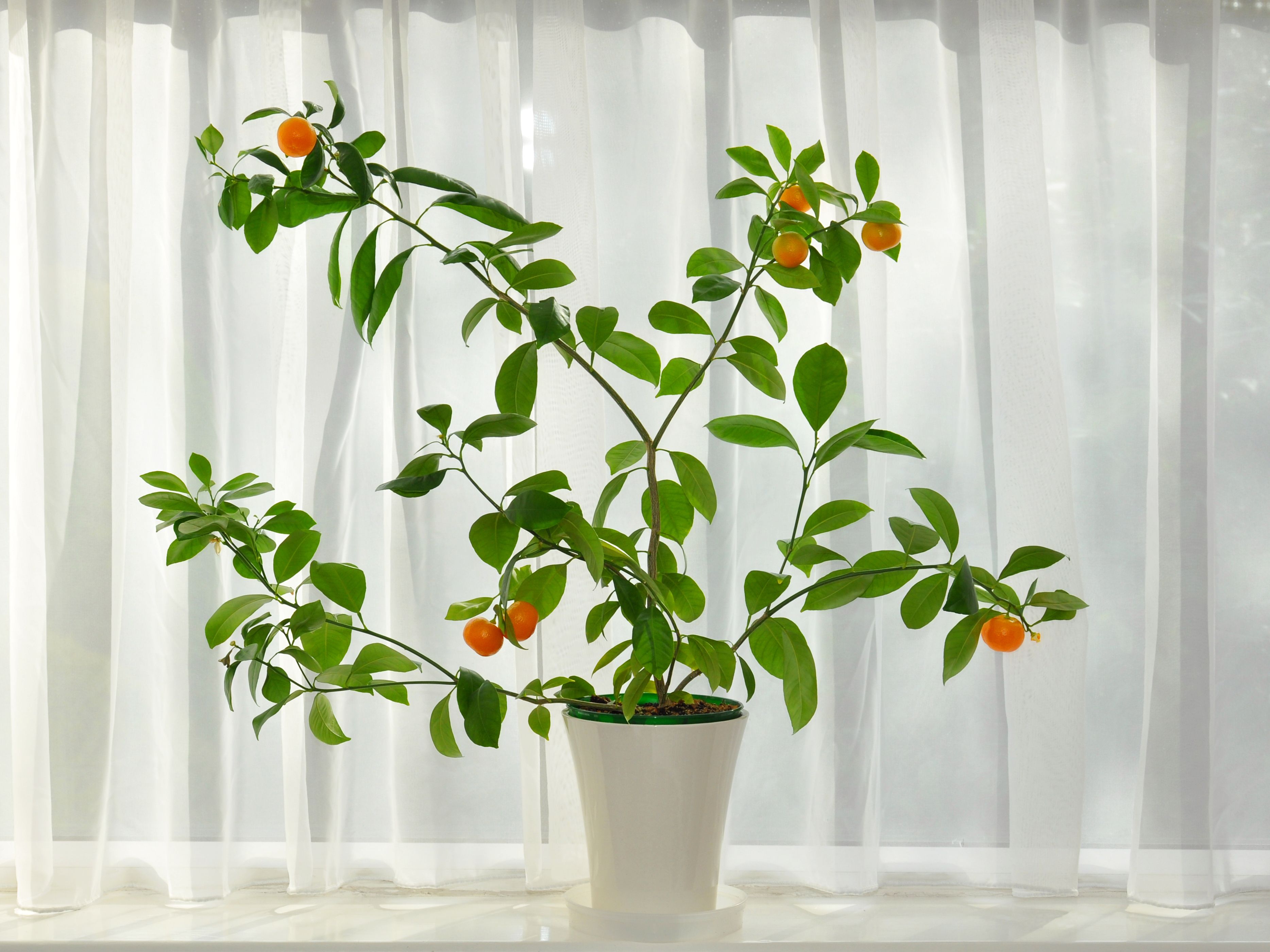Mandarin tree indoors 