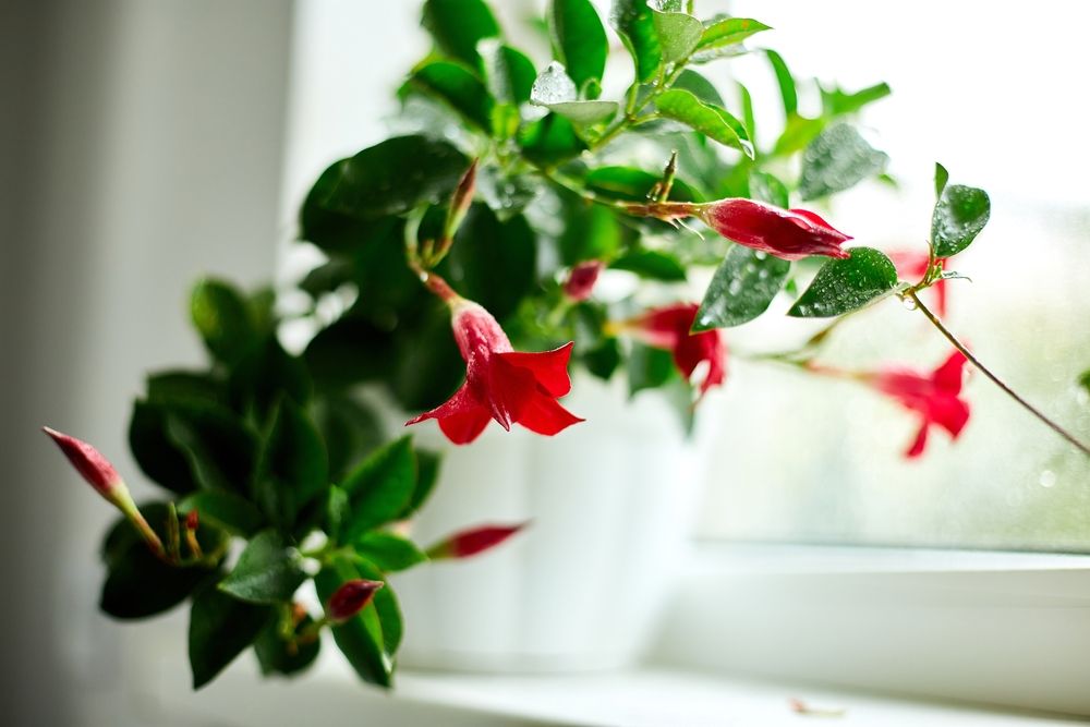 8 Tips For Caring For Mandevilla in Winter