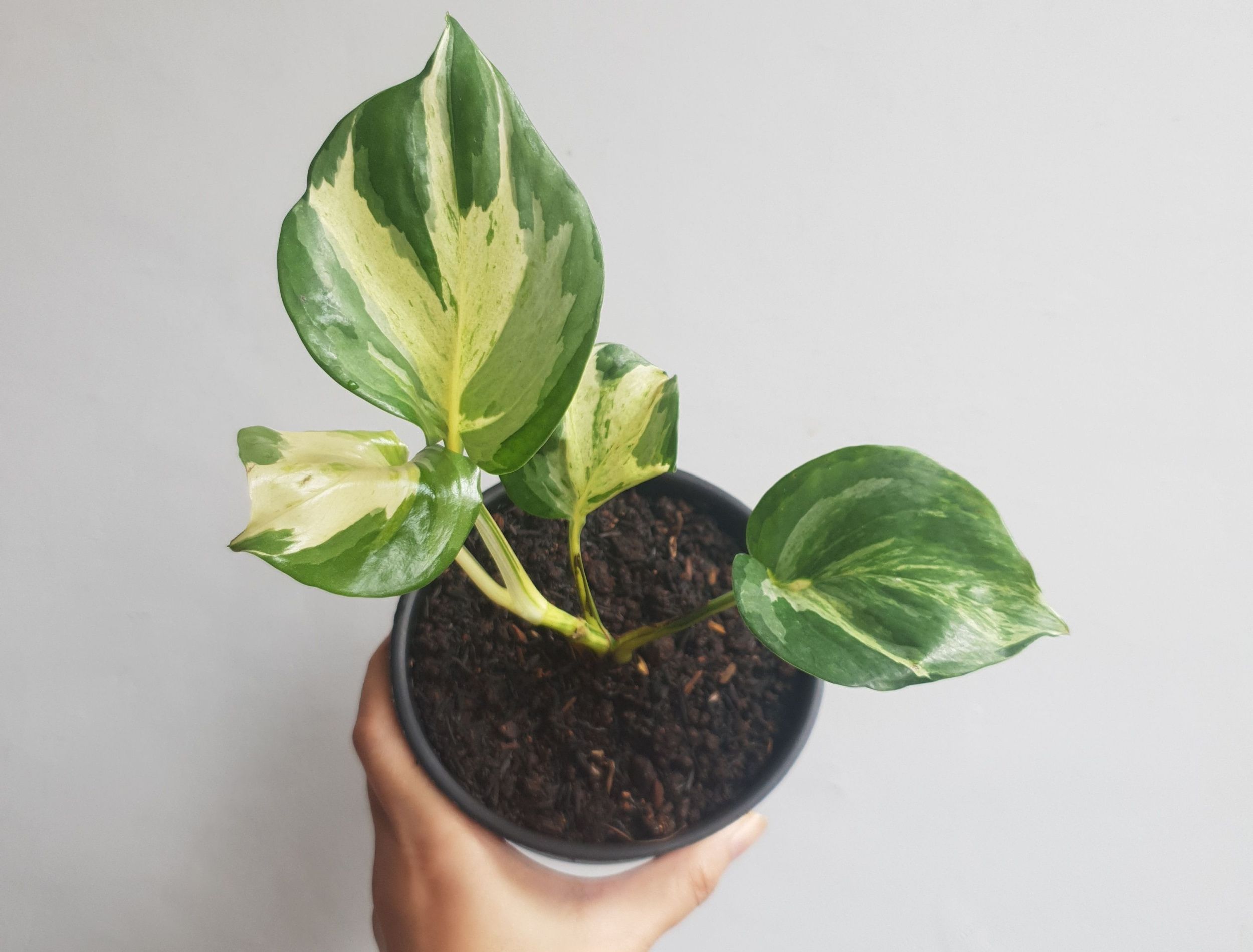 manjula-pothos-grow-and-care-guide