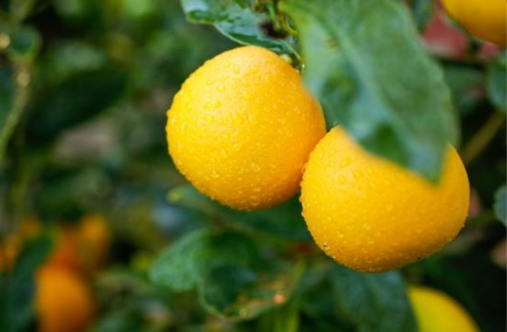 Meyer Lemon Vs Regular