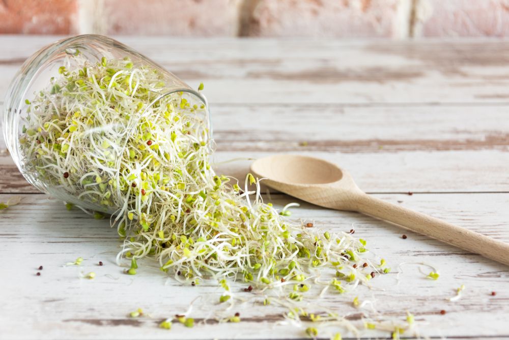 Grow Broccoli Sprouts in Your Kitchen in Just 6 Days