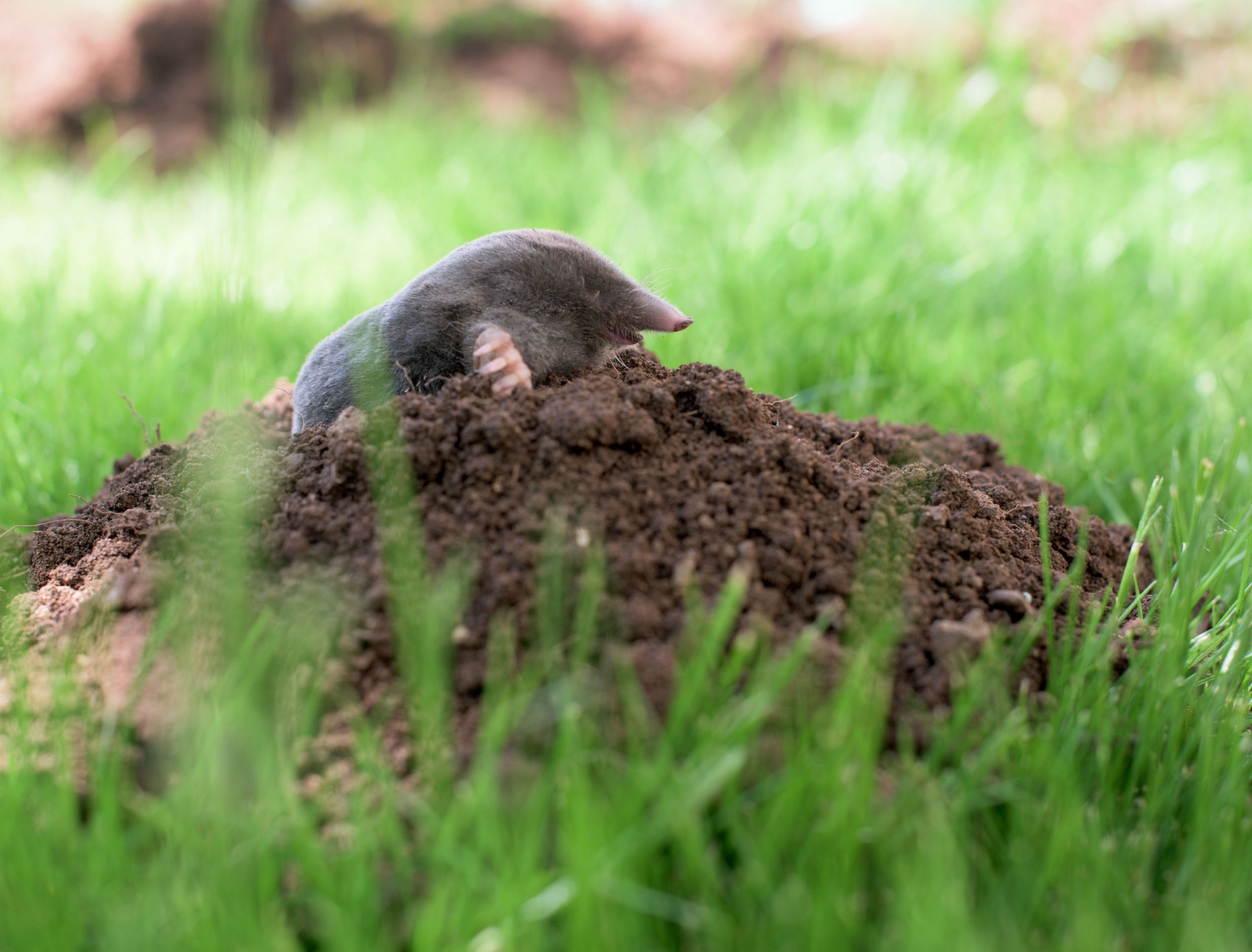 How to Get Rid of Moles Fast