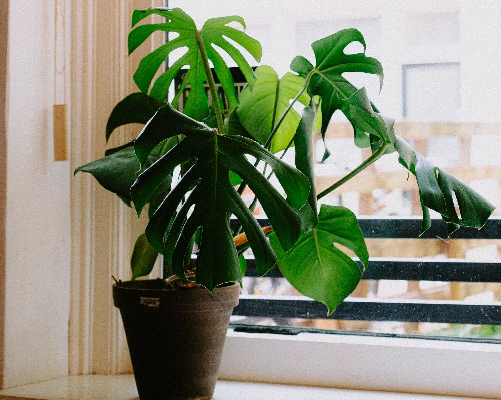 How Often to Water Your Monstera
