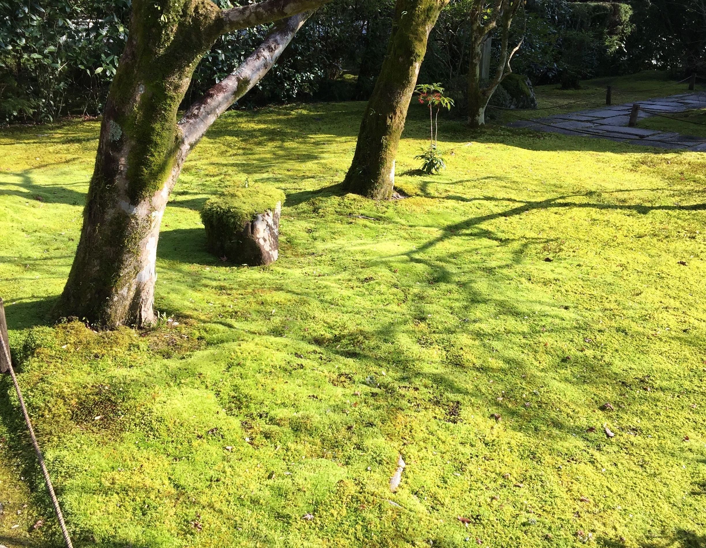 moss lawn - grass alternative