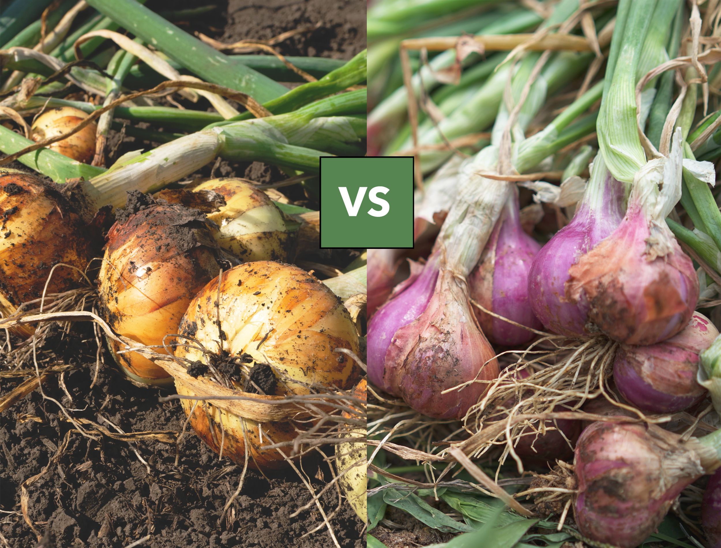 Difference Between Shallots & Onions at Seth Rudall blog