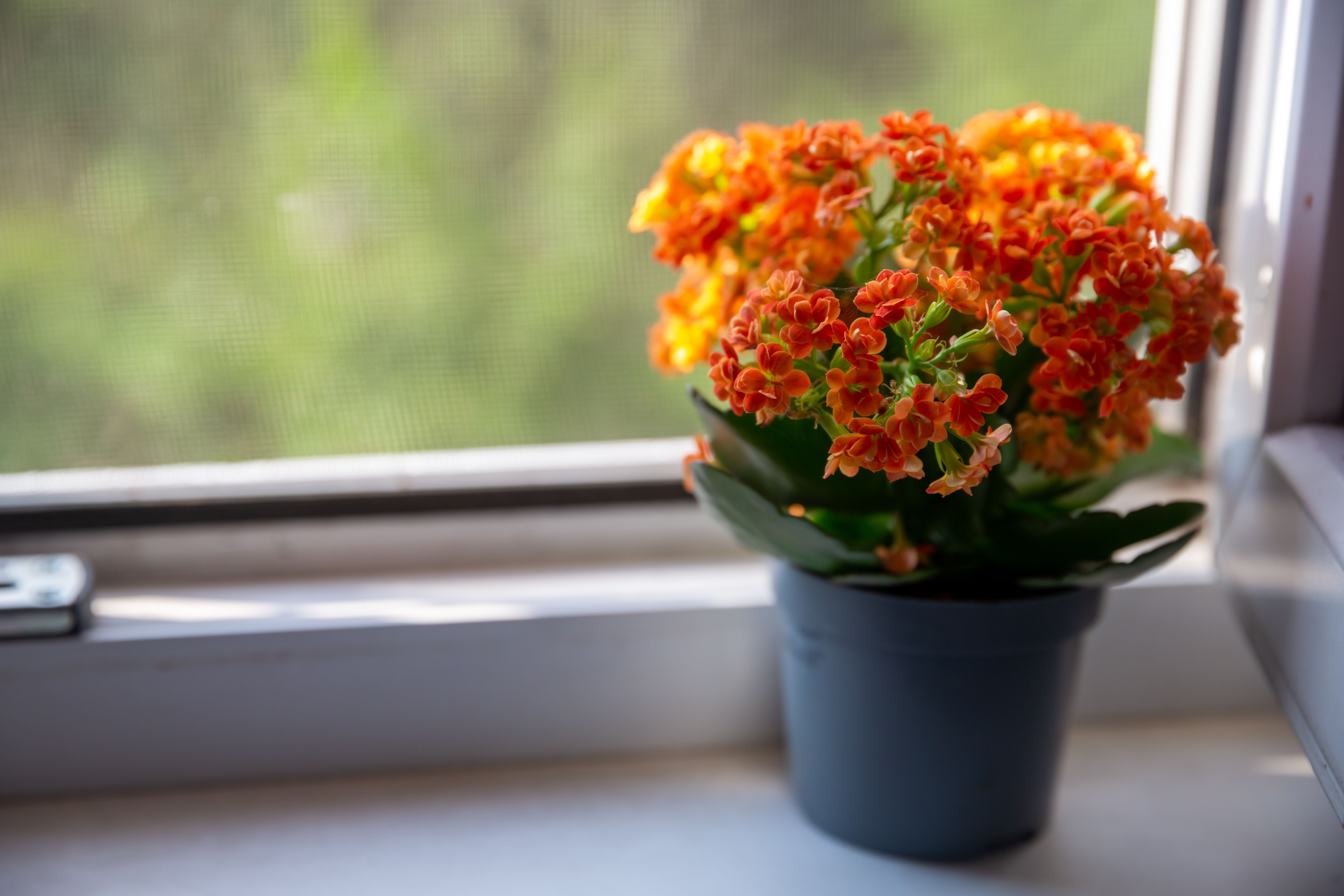 8 Reasons Your Kalanchoe Is Leggy