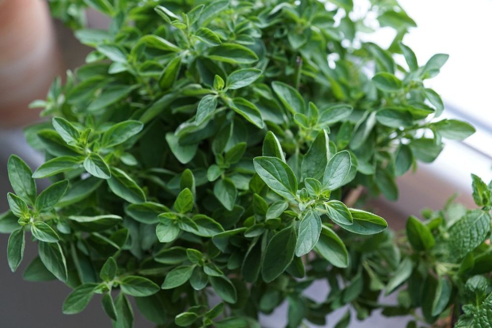 Oregano growing in a pot indoors in a kitchen