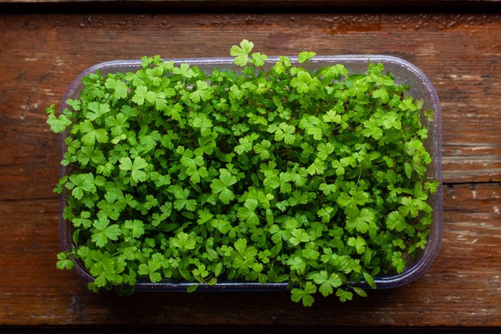 11 Tasty Microgreens To Grow Indoors