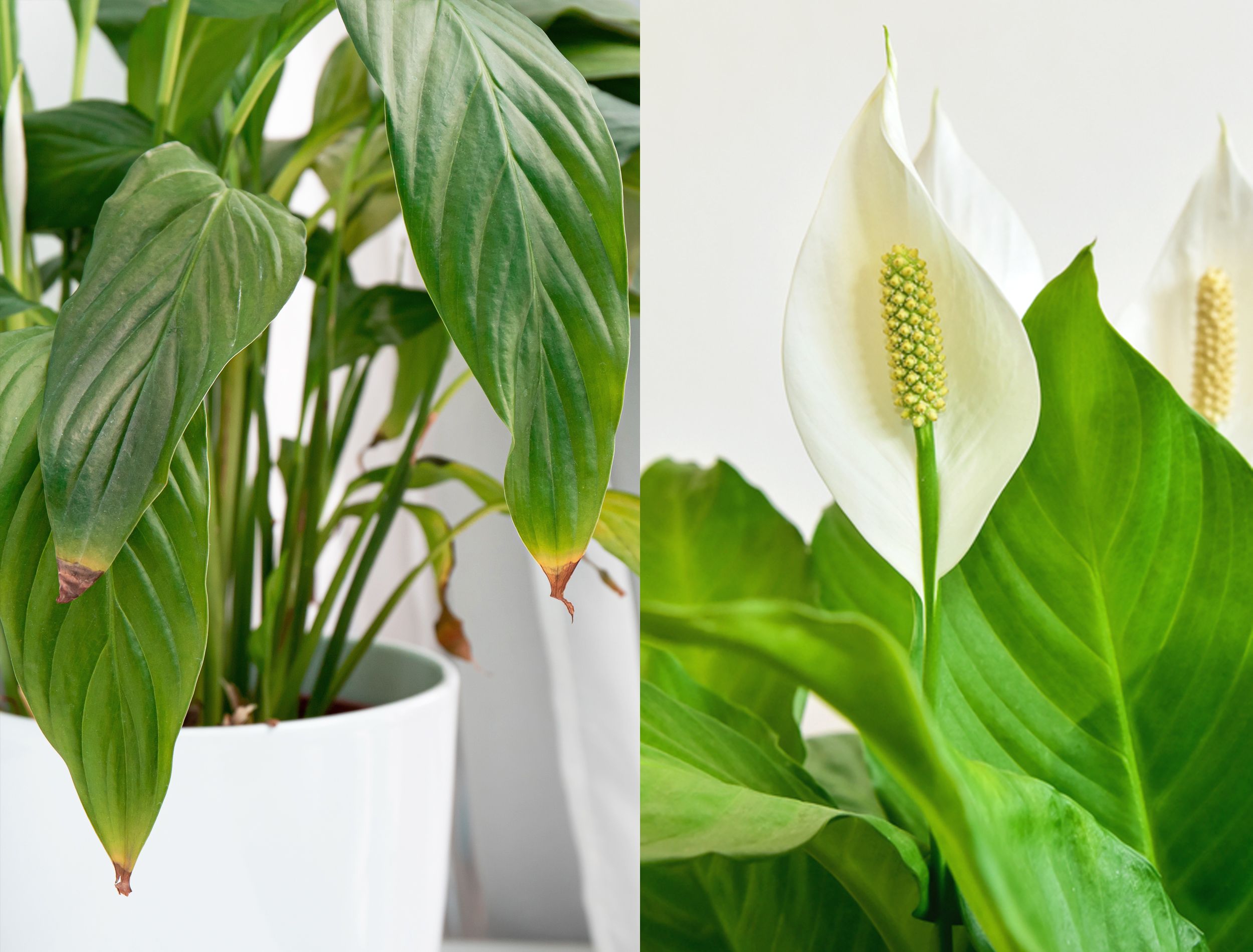 Why Your Peace Lily Tips Are Brown