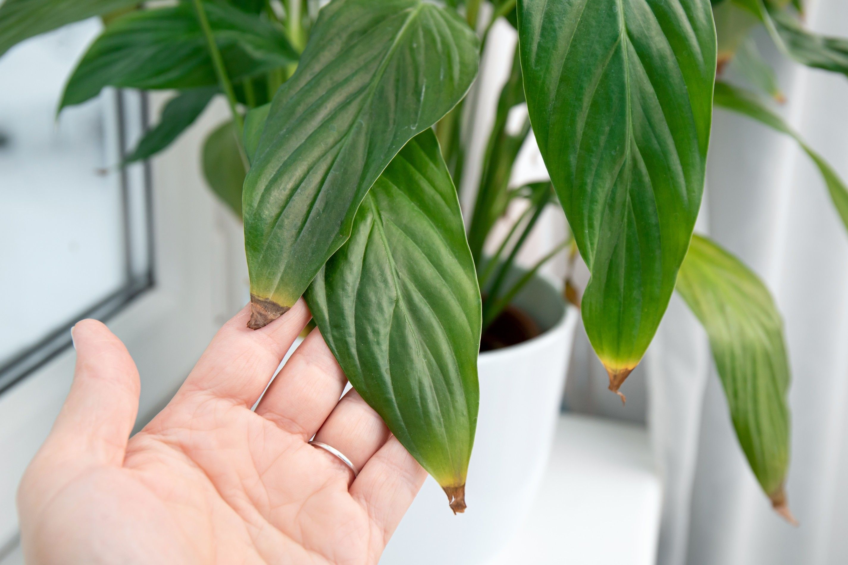 hand holding up peace lily leaf with brown tips