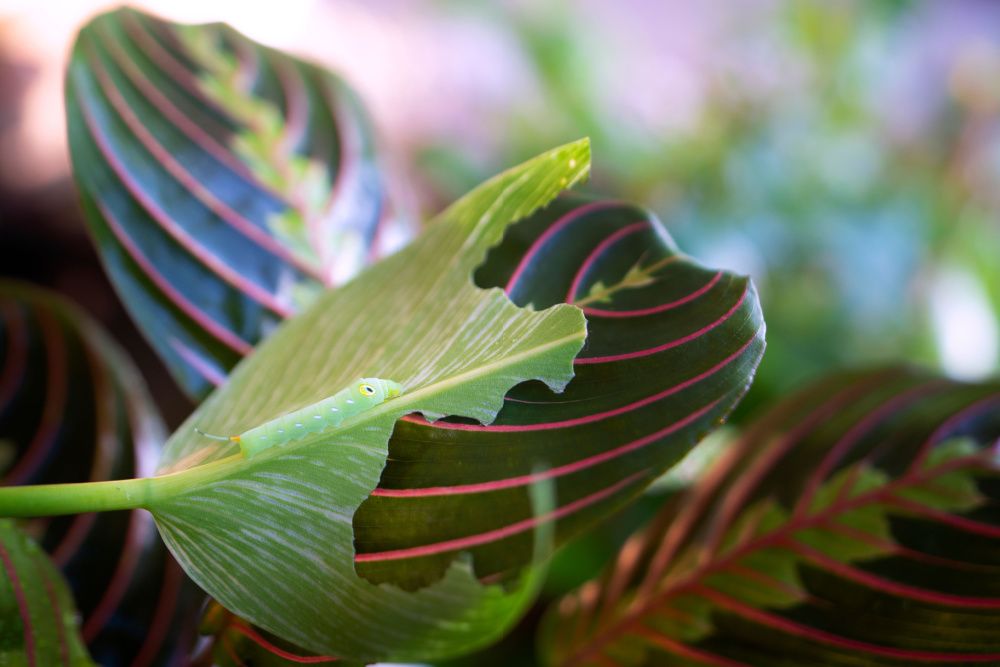 Why Prayer Plant Leaves Turn Yellow and What To Do