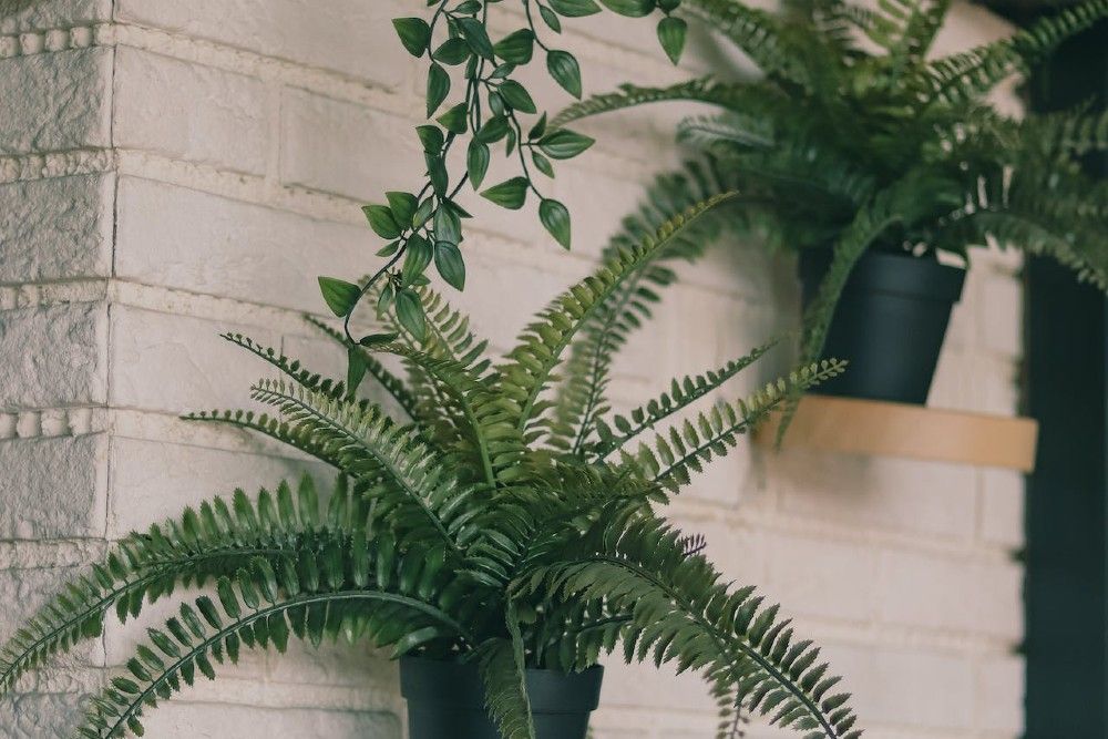 ferns in pots on the wall